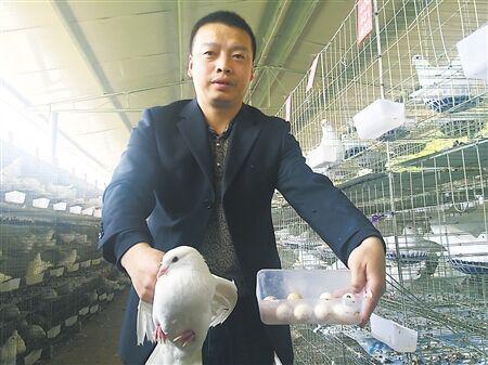 生態飼料養肉鴿 帶動老區村民增收致富